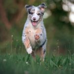 Dog Poop Pickup in Lincoln Park Michigan