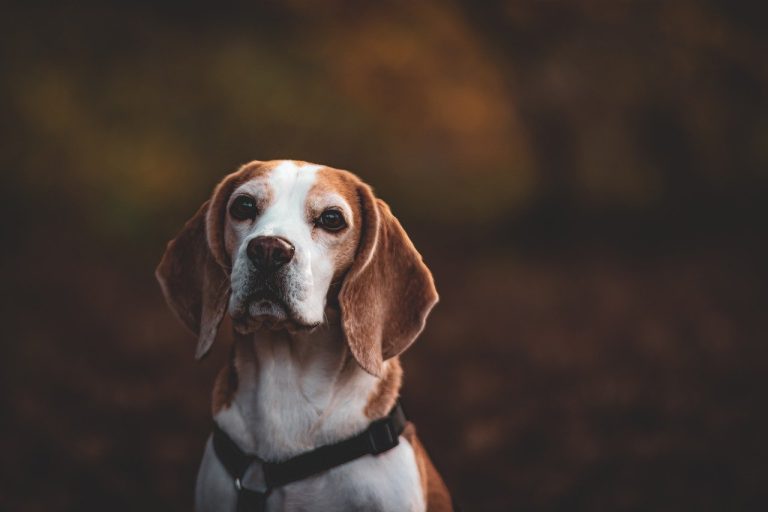 Dog Poop Pickup in Lincoln Park Michigan