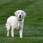 Dog Poop Pickup in Lincoln Park Michigan